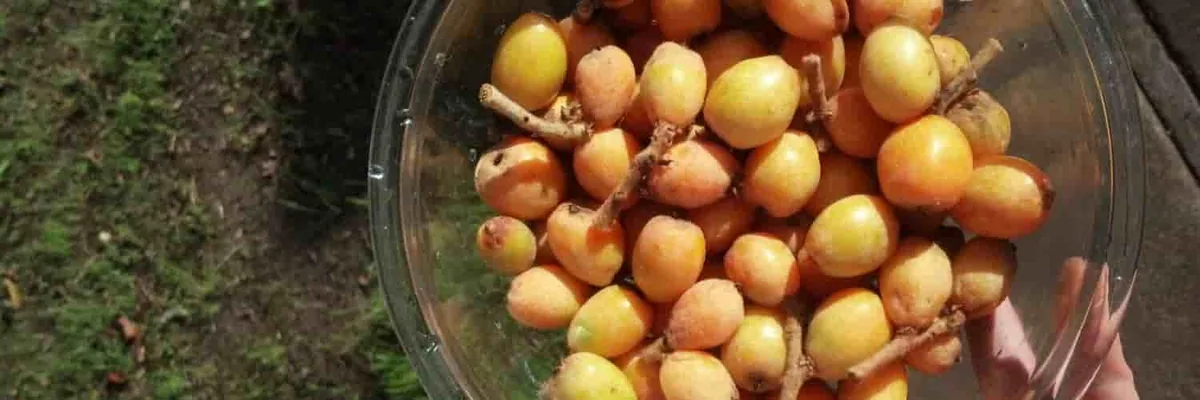 Falling Fruit cover