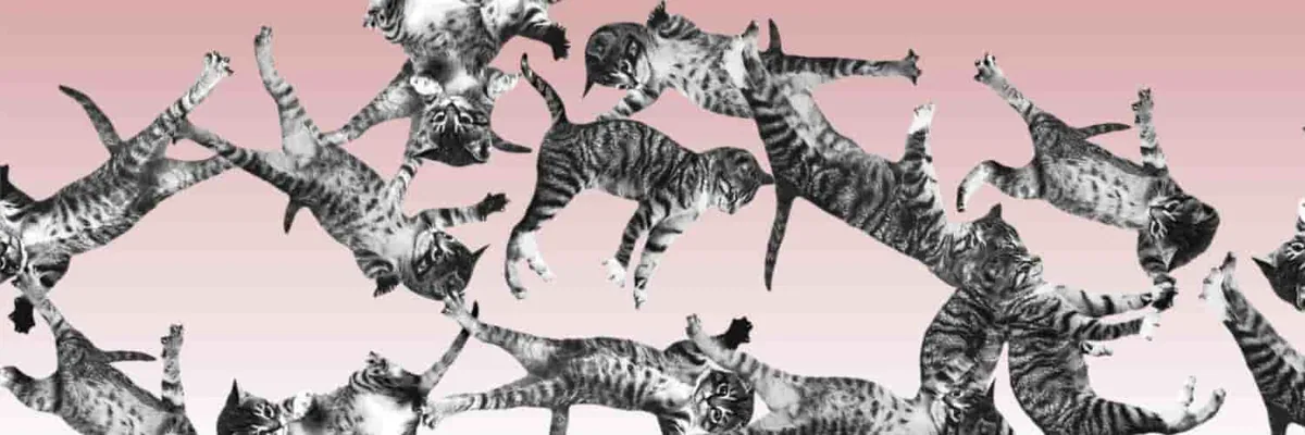 Cat bounce cover