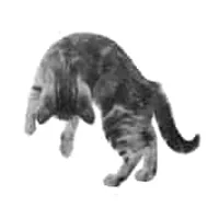 Cat bounce logo